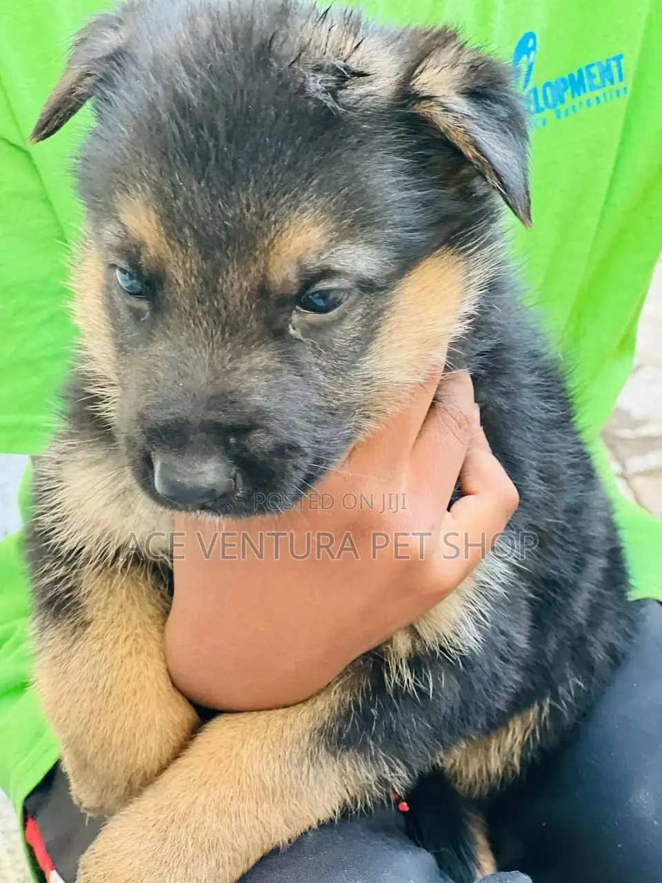 1-3 months Male Purebred German Shepherd