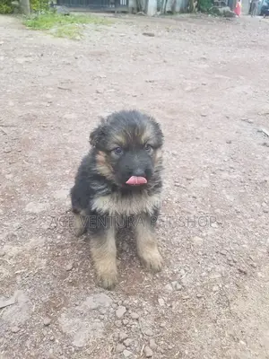 Photo - 1-3 months Male Purebred German Shepherd