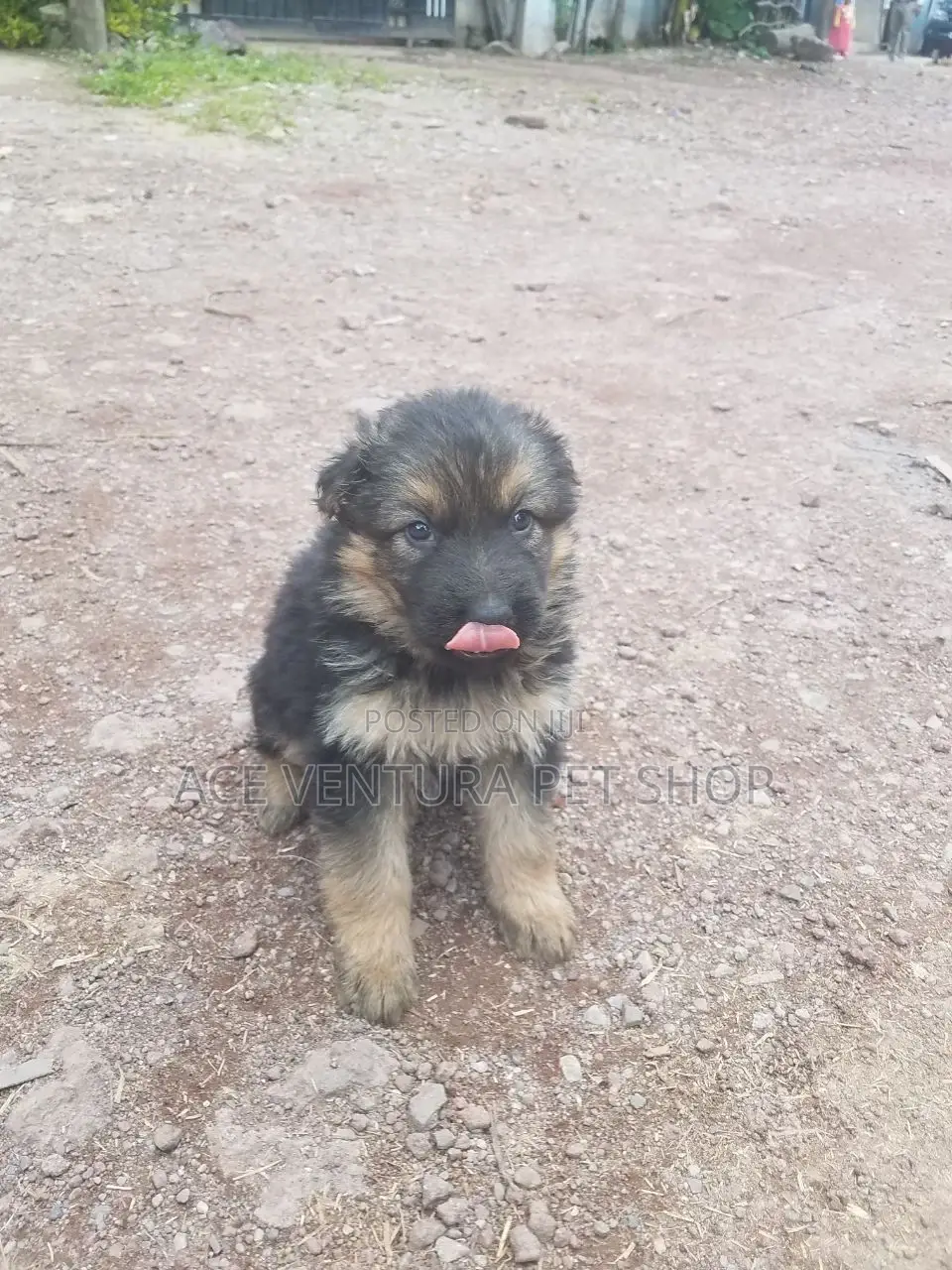 1-3 months Male Purebred German Shepherd