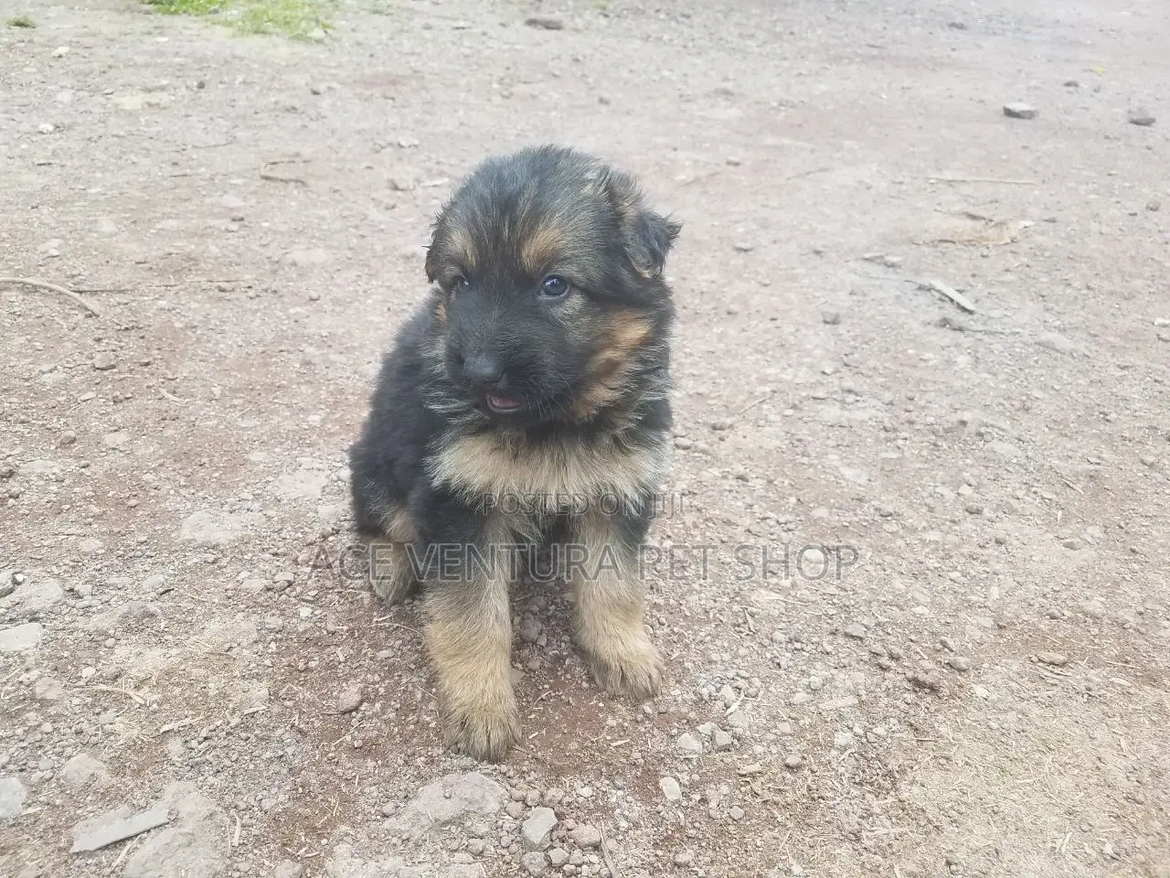1-3 months Male Purebred German Shepherd
