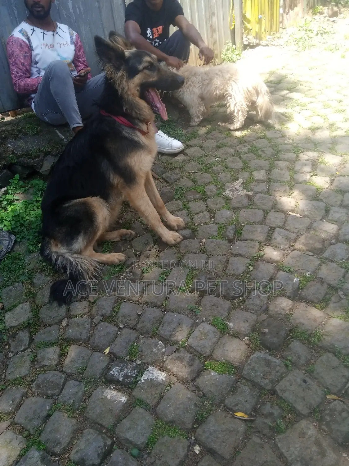 1-3 months Male Purebred German Shepherd