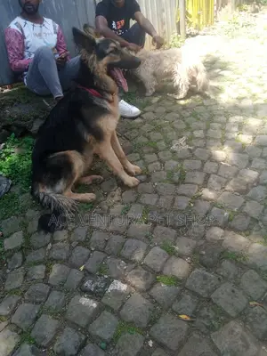 1-3 months Male Purebred German Shepherd