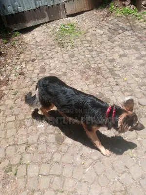 1-3 months Male Purebred German Shepherd