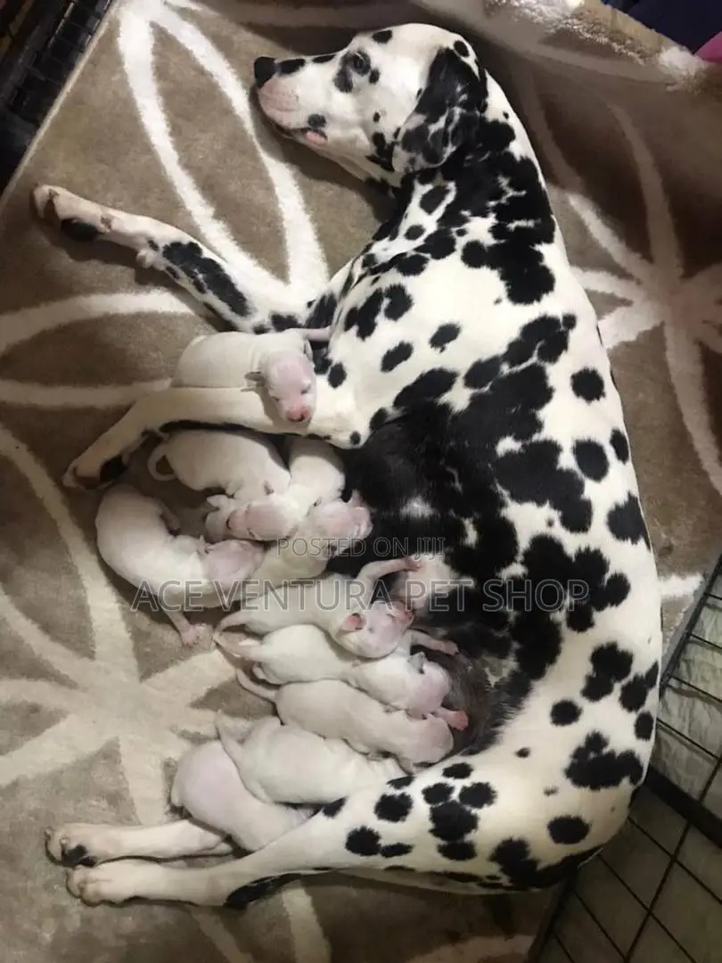 1-3 months Male Purebred Dalmatian