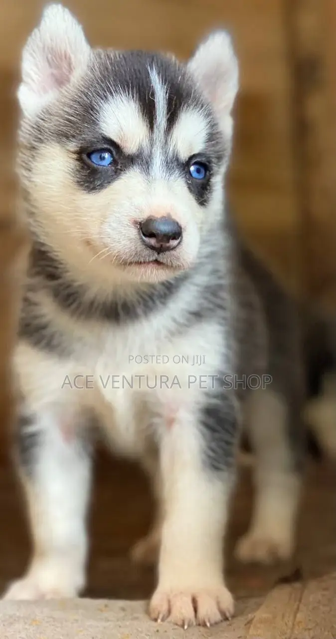 1-3 months Male Purebred Siberian Husky