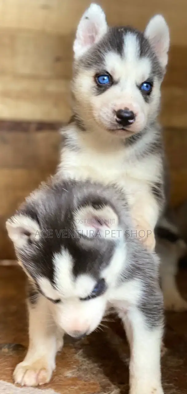 1-3 months Male Purebred Siberian Husky