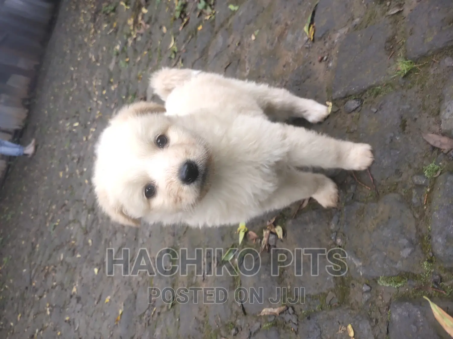 1-3 months Male Purebred Maltese