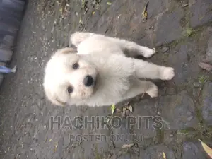 Photo - 1-3 months Male Purebred Maltese