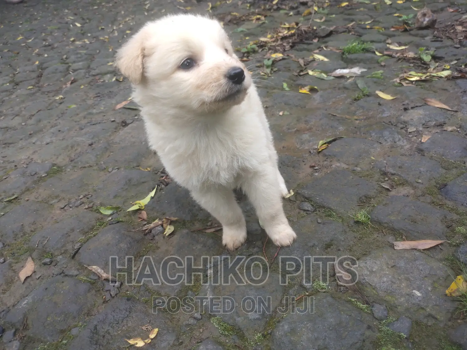 1-3 months Male Purebred Maltese