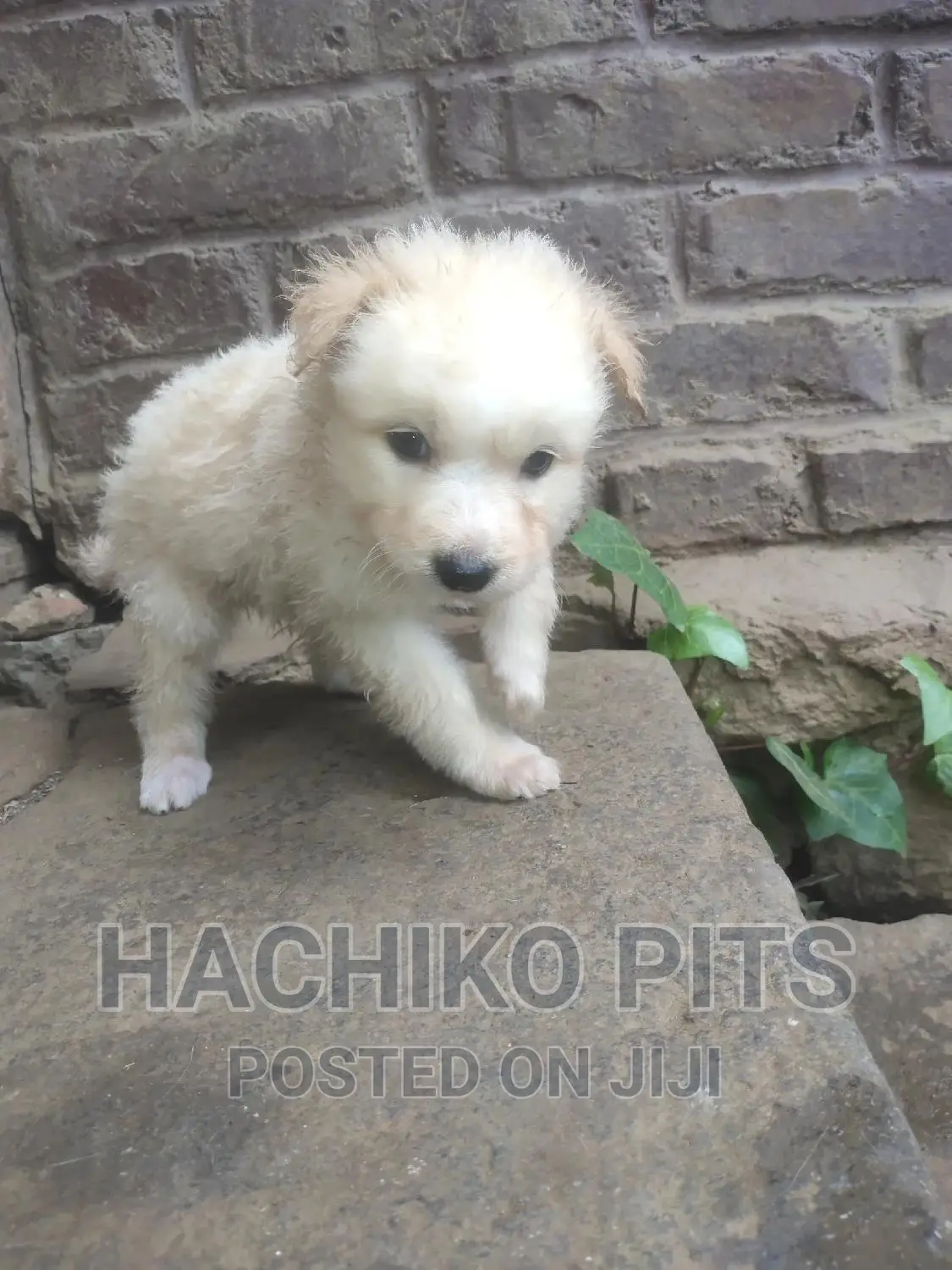 1-3 months Male Purebred Maltese