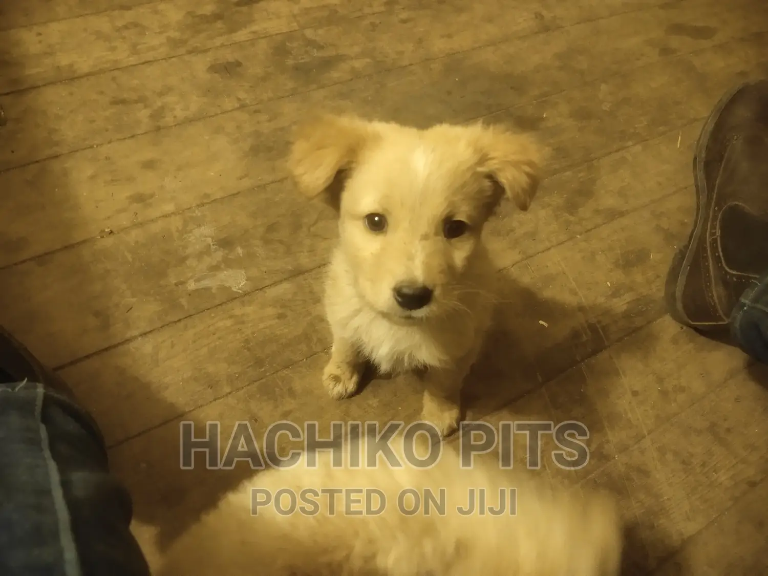 1-3 months Male Purebred Maltese