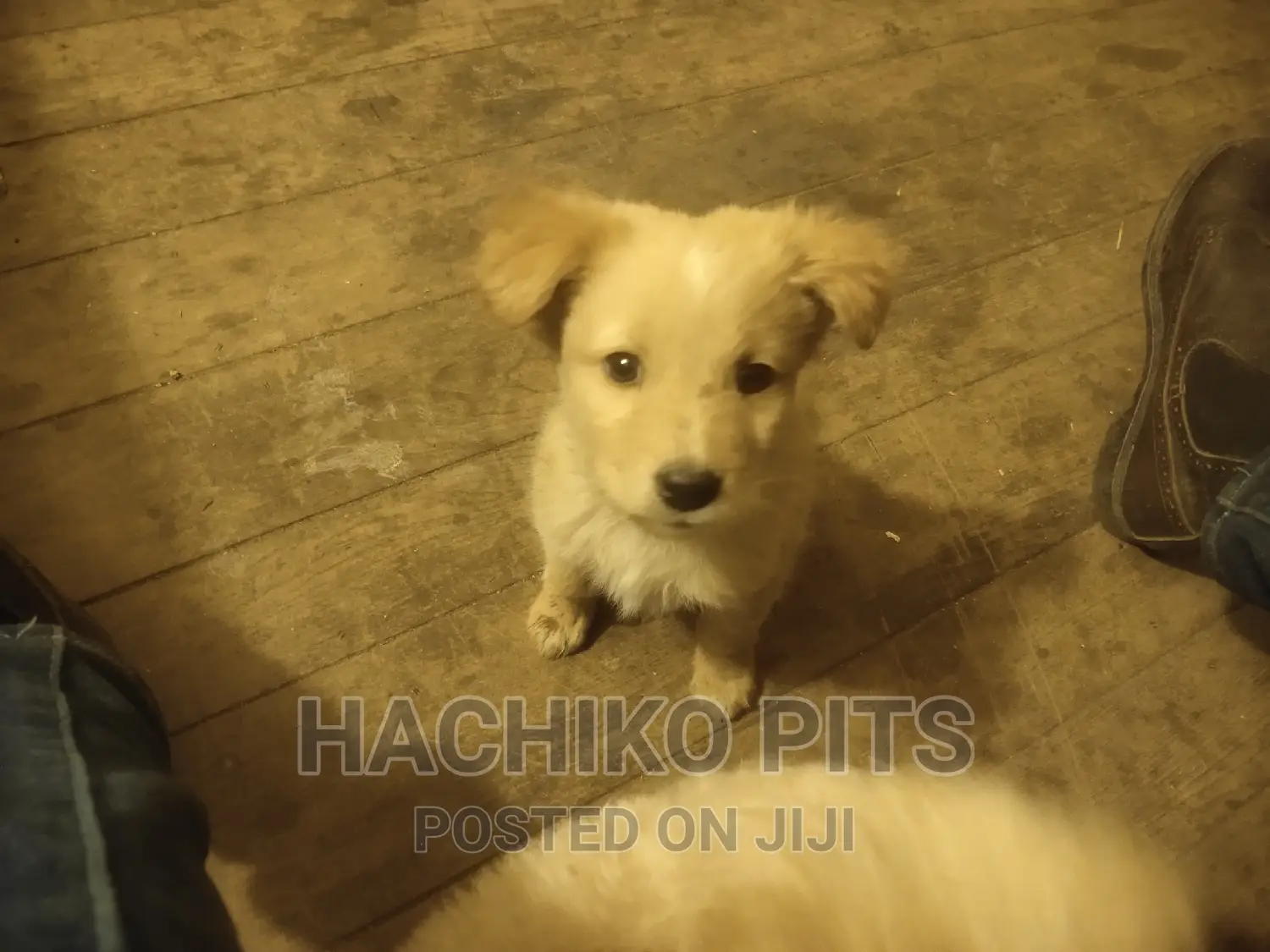 1-3 months Male Purebred Maltese