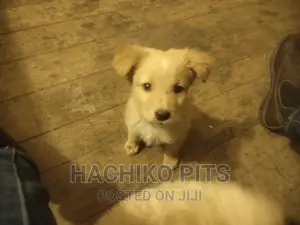 1-3 months Male Purebred Maltese