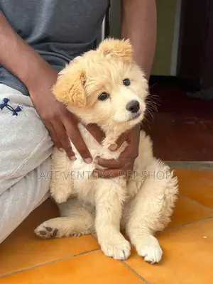 Photo - 1-3 months Male Purebred Maltese