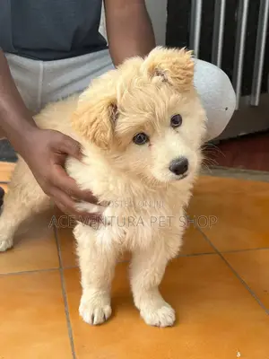 1-3 months Male Purebred Maltese