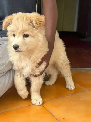 1-3 months Male Purebred Maltese