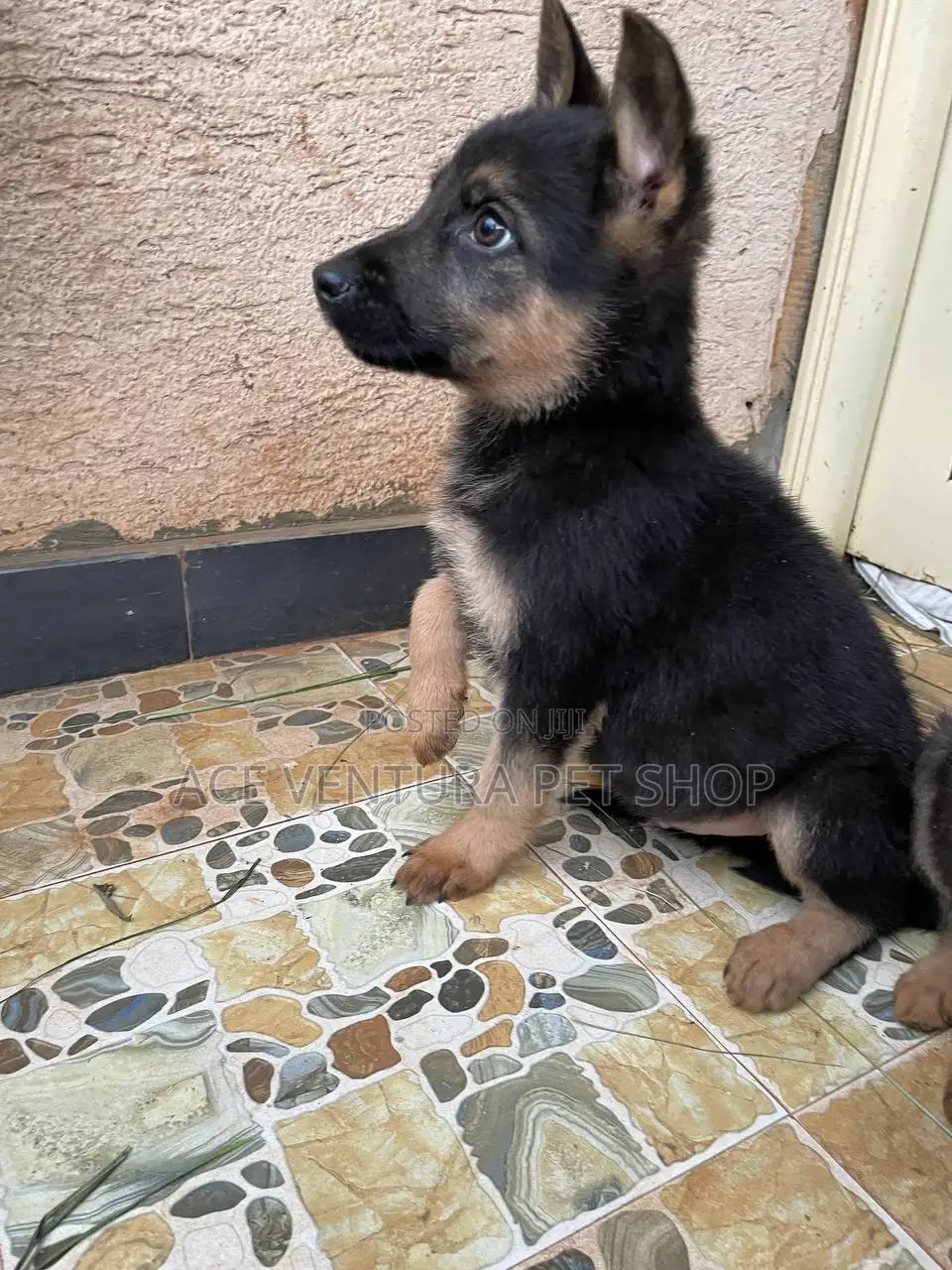 1-3 months Male Purebred German Shepherd
