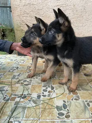 1-3 months Male Purebred German Shepherd