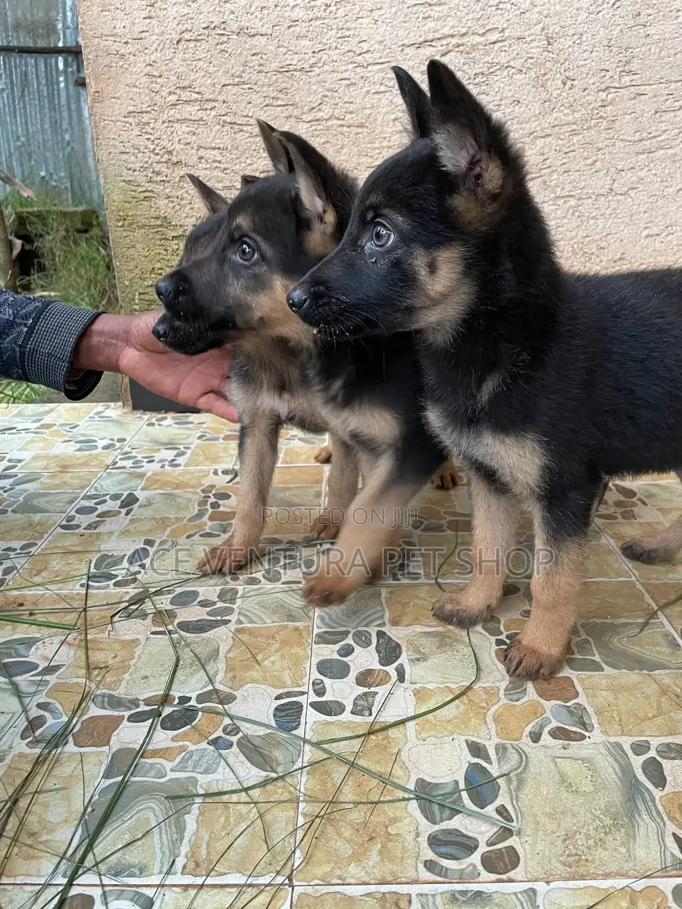 1-3 months Male Purebred German Shepherd