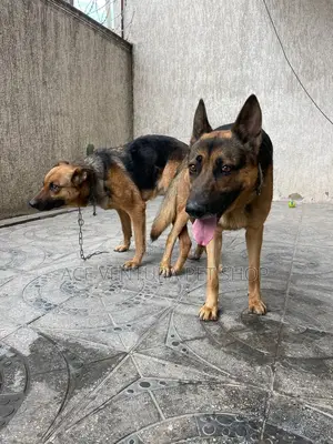 1-3 months Male Purebred German Shepherd