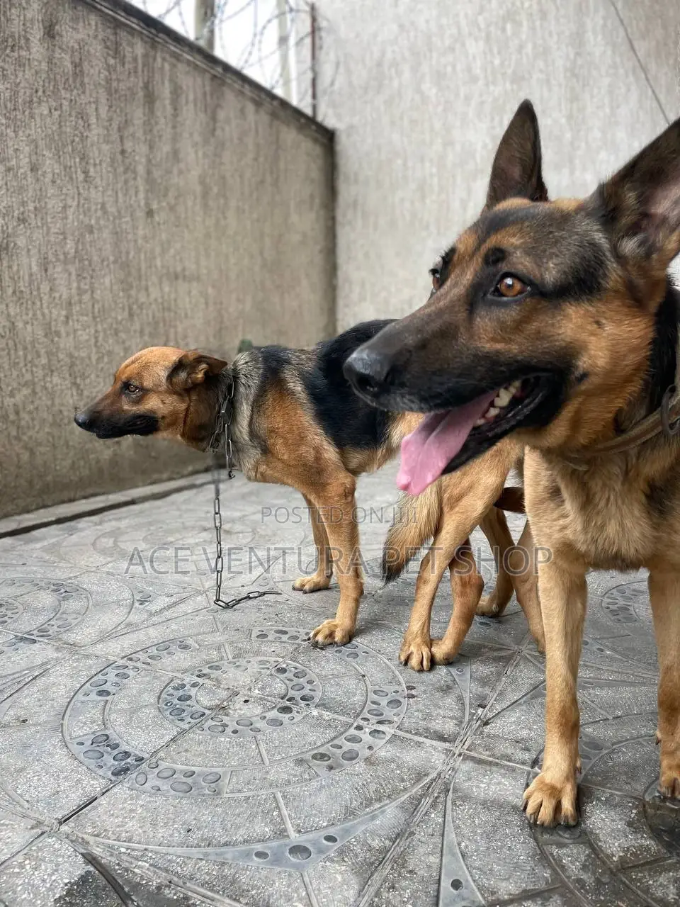 1-3 months Male Purebred German Shepherd