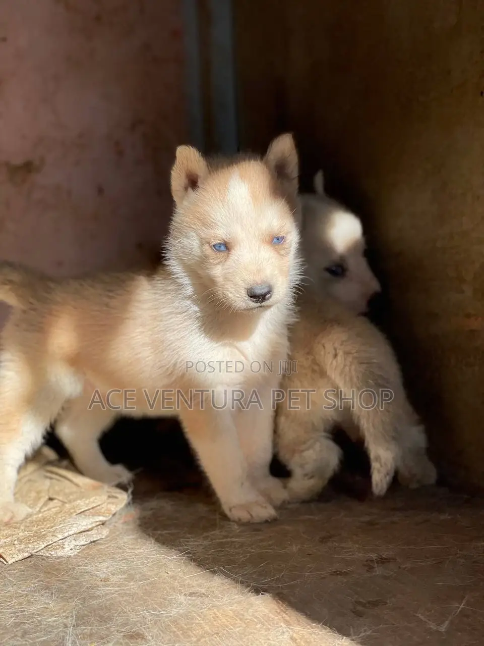 1-3 months Male Purebred Siberian Husky