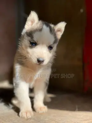1-3 months Male Purebred Siberian Husky