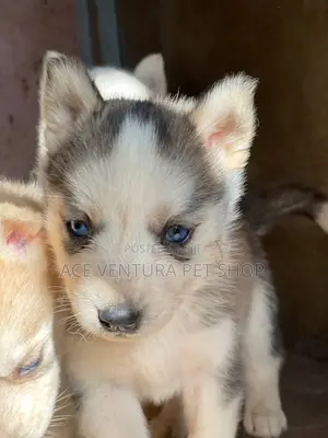 1-3 months Male Purebred Siberian Husky