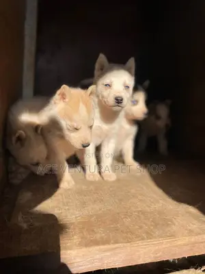 Photo - 3-6 months Male Purebred Siberian Husky