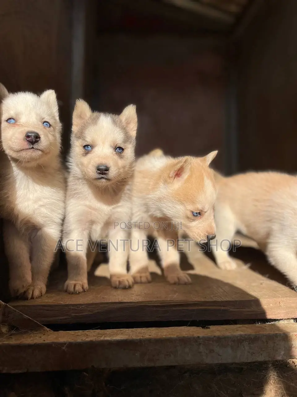 3-6 months Male Purebred Siberian Husky