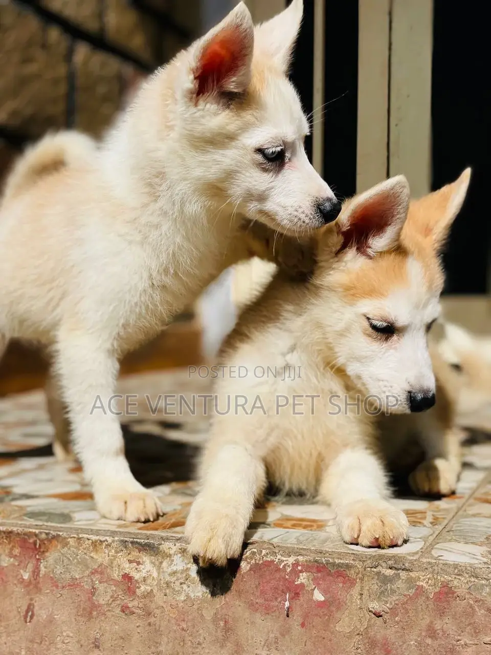 1-3 months Male Purebred Siberian Husky