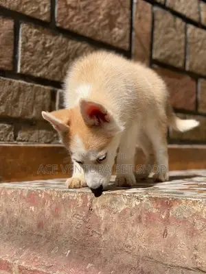 1-3 months Male Purebred Siberian Husky