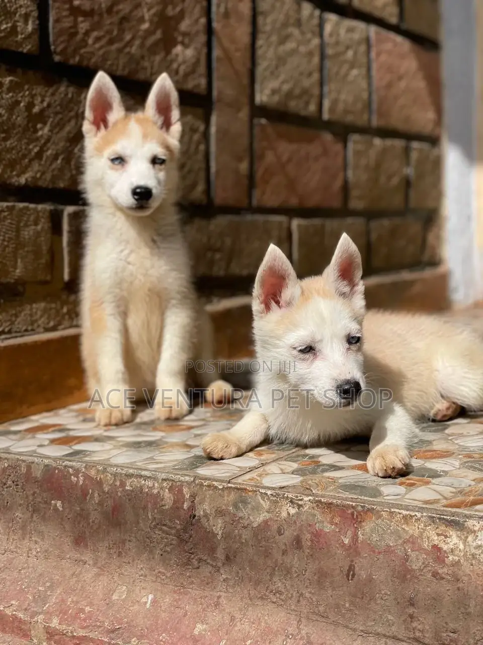 1-3 months Male Purebred Siberian Husky