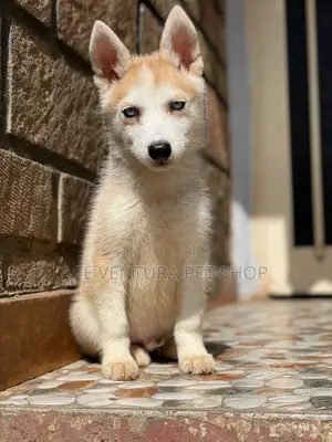 Photo - 1-3 months Male Purebred Siberian Husky