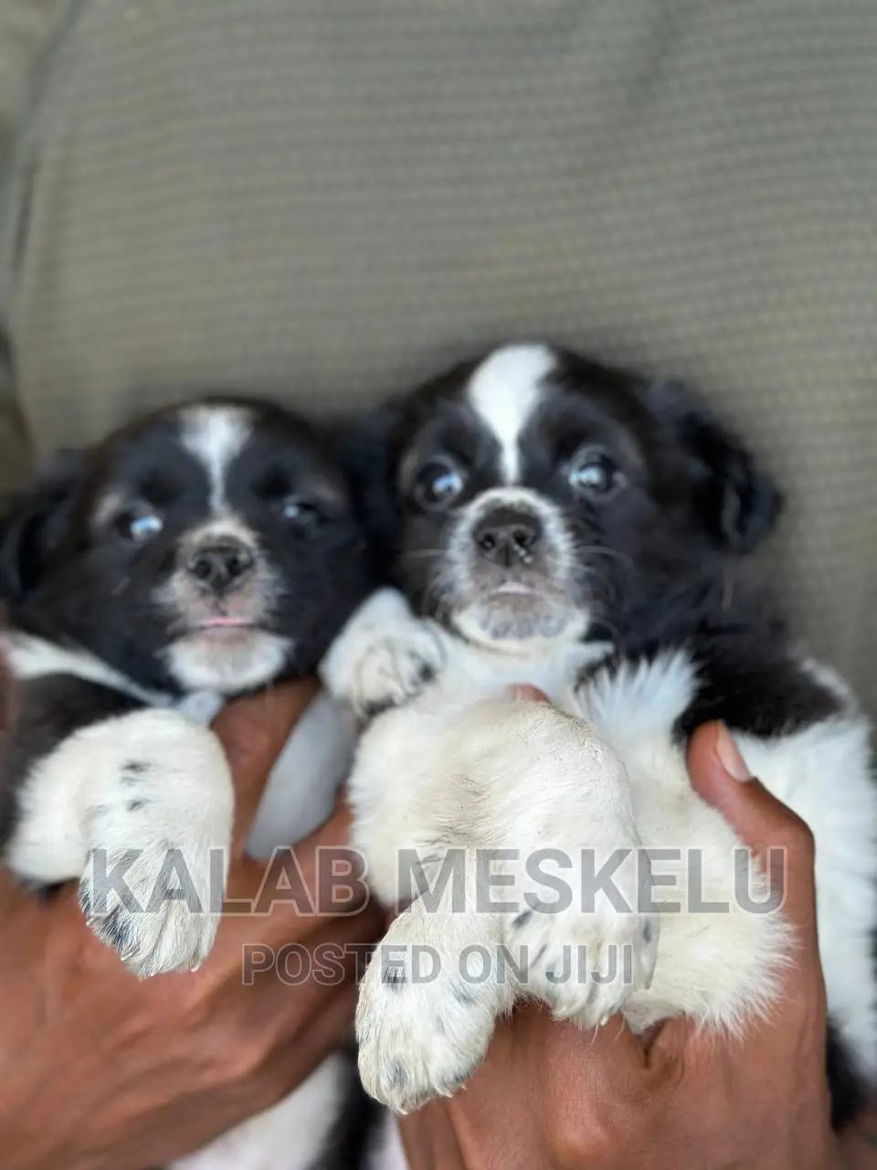 1-3 months Male Purebred Papillon