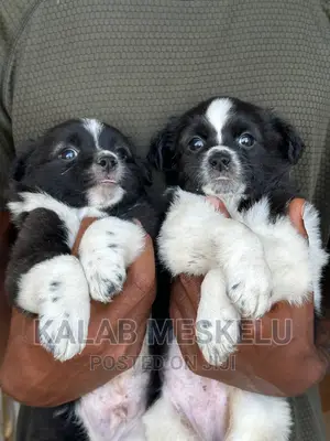 1-3 months Male Purebred Papillon