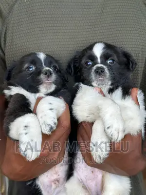 1-3 months Male Purebred Papillon