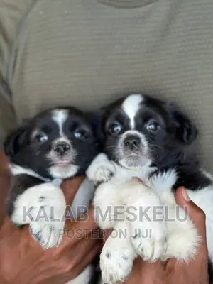 1-3 months Male Purebred Papillon