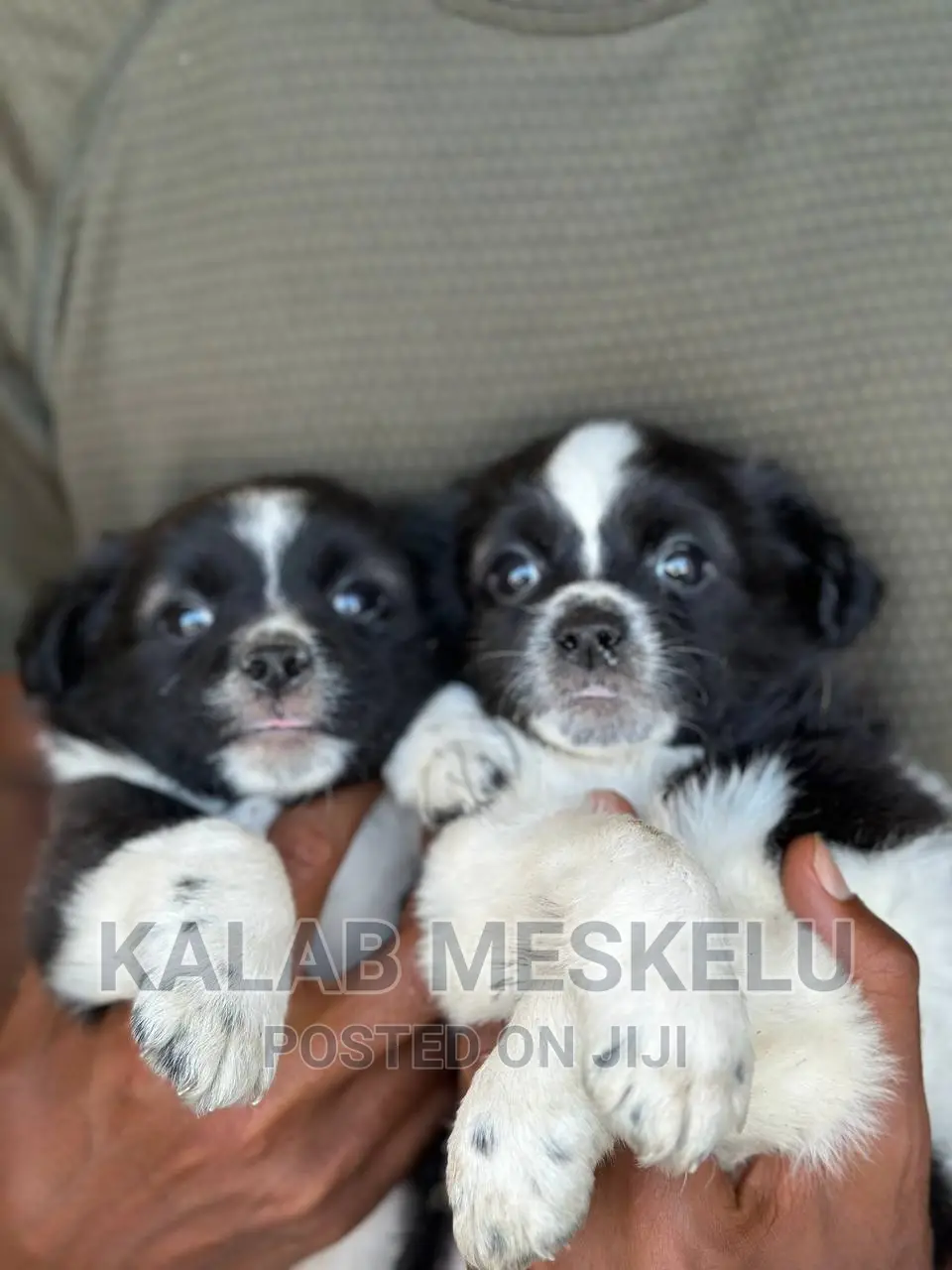 1-3 months Male Purebred Papillon