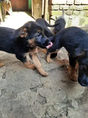 Photo - 1-3 months Male Purebred German Shepherd