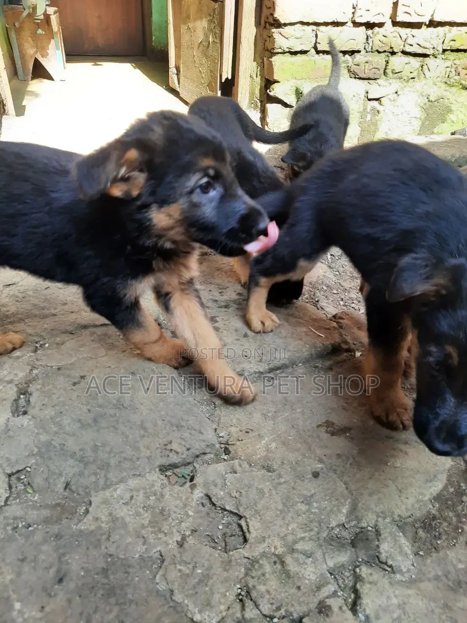 1-3 months Male Purebred German Shepherd