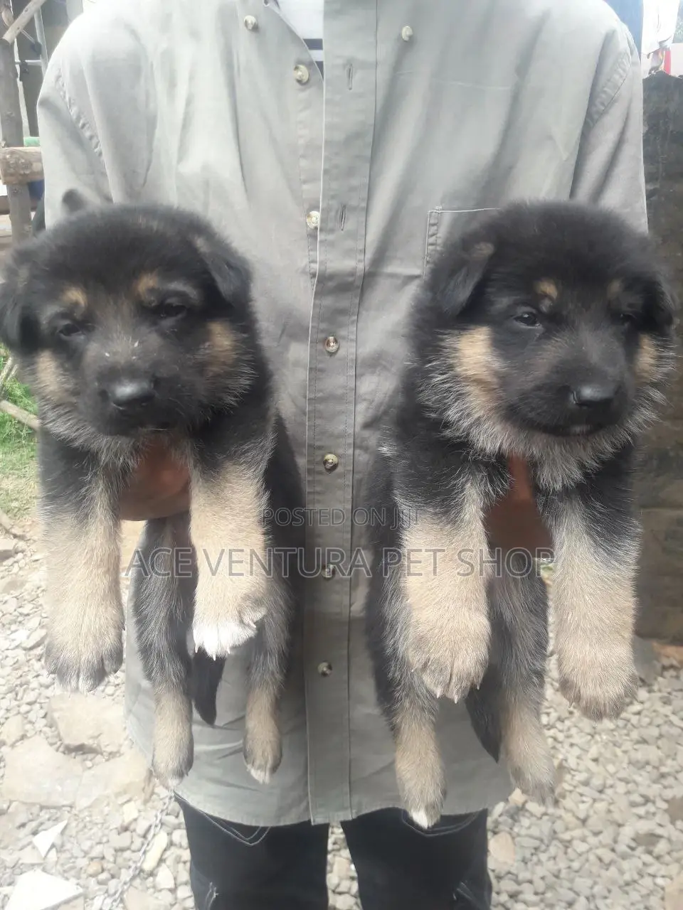 1-3 months Male Purebred German Shepherd