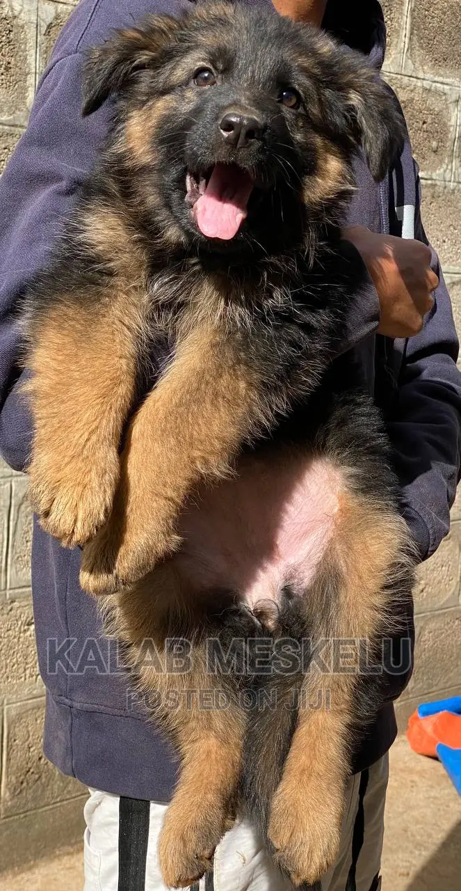 1-3 months Male Purebred German Shepherd