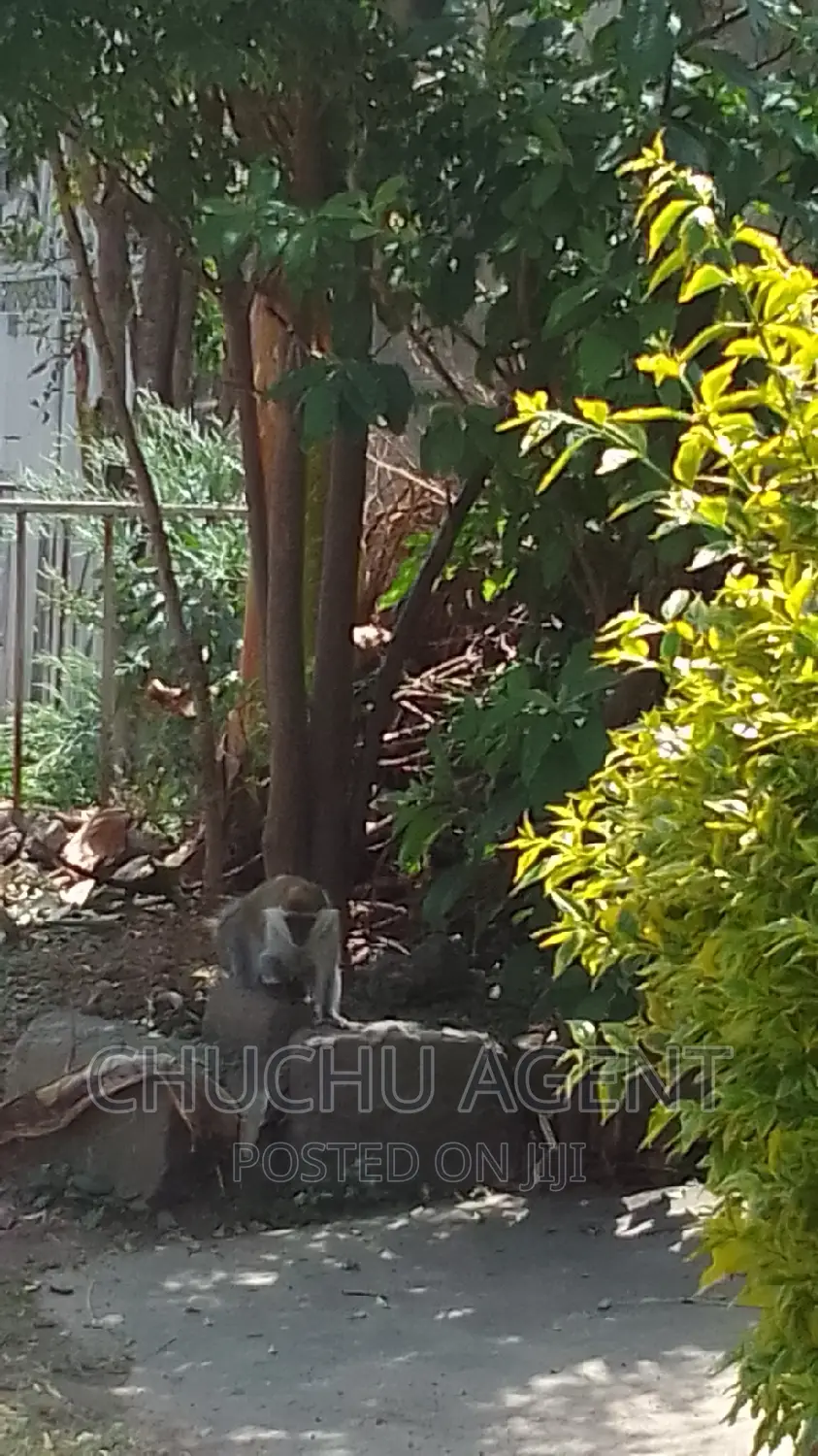 3bdrm House in Bole for sale