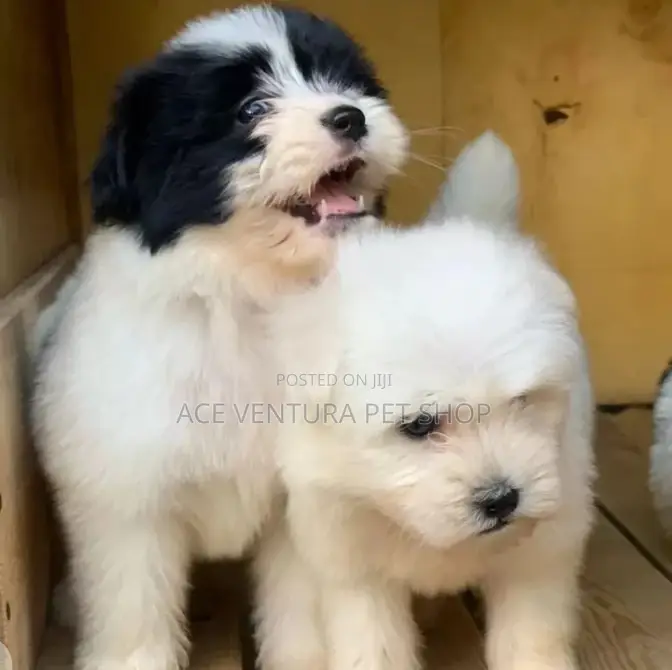 1-3 months Male Purebred Maltese