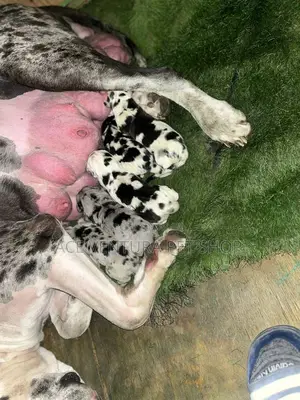 1-3 months Male Purebred Great Dane