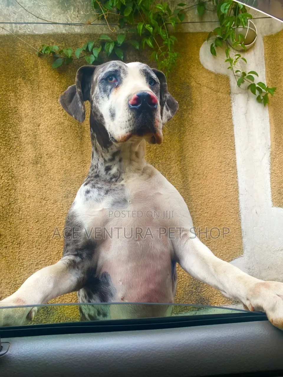 1-3 months Male Purebred Great Dane