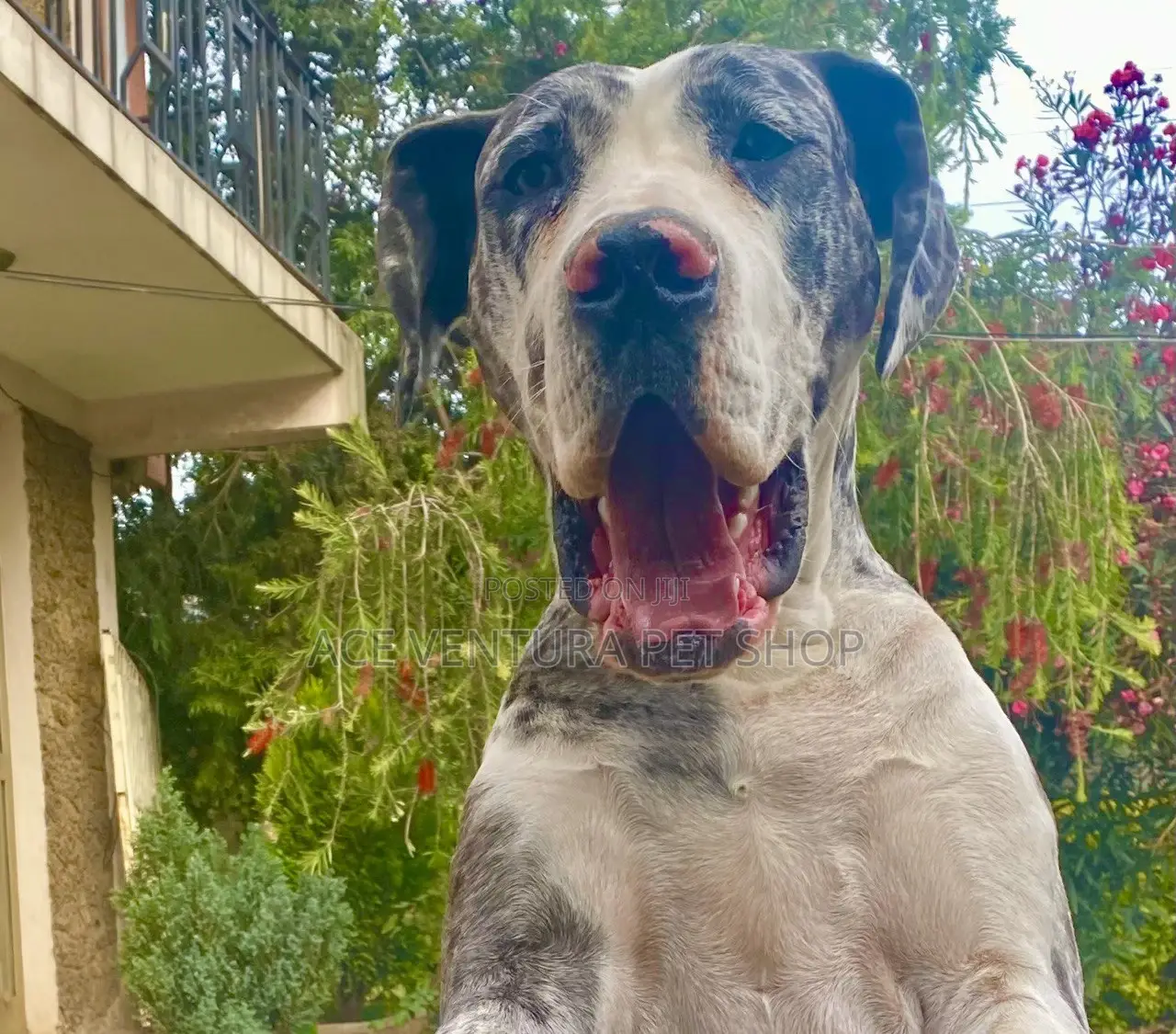 1-3 months Male Purebred Great Dane