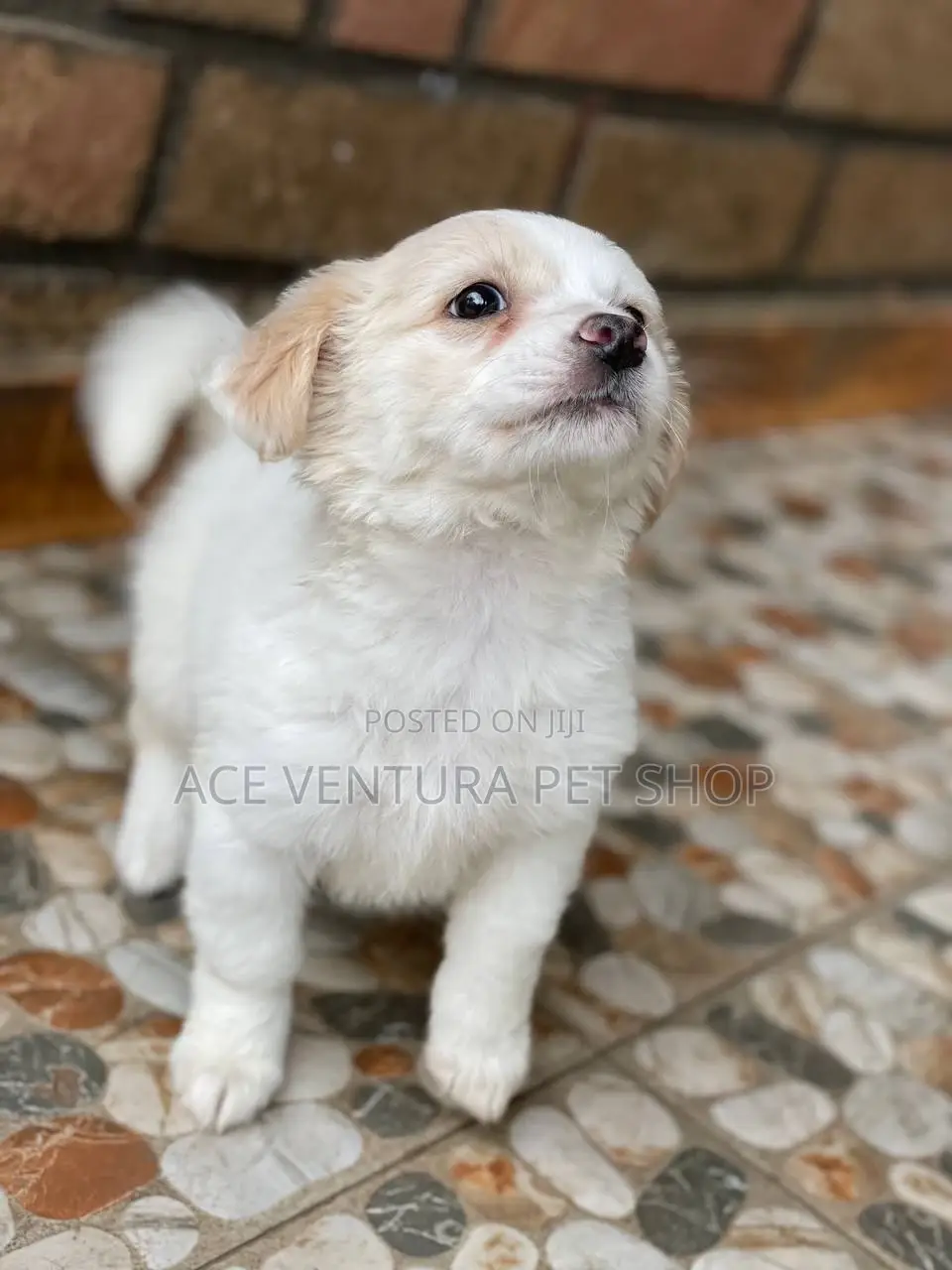 1-3 months Male Purebred Maltese