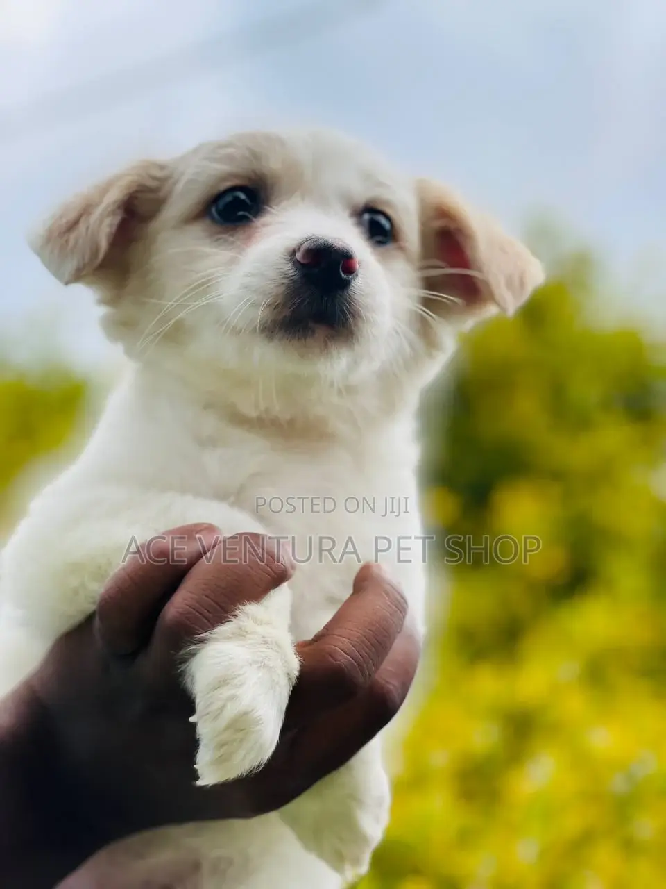 1-3 months Male Purebred Maltese